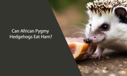 Can African Pygmy Hedgehogs Eat Ham? A Comprehensive Guide