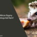 Can African Pygmy Hedgehogs Eat Ham