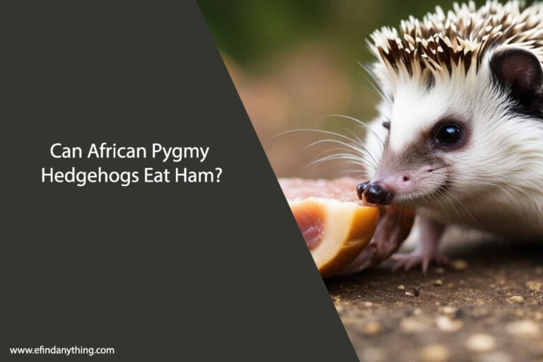 Can African Pygmy Hedgehogs Eat Ham