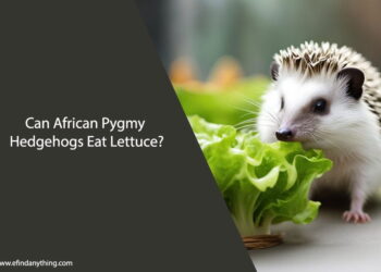 Can African Pygmy Hedgehogs Eat Lettuce