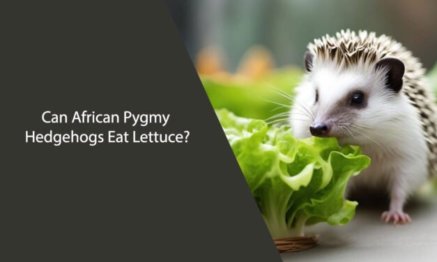 Can African Pygmy Hedgehogs Eat Lettuce?