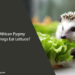Can African Pygmy Hedgehogs Eat Lettuce