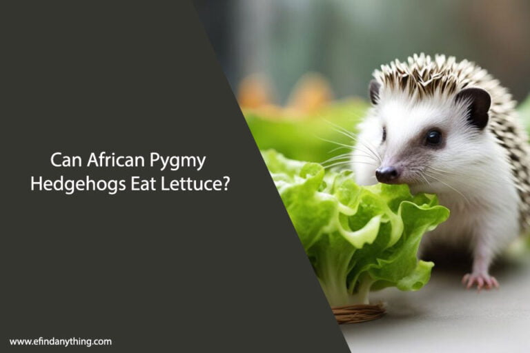 Can African Pygmy Hedgehogs Eat Lettuce