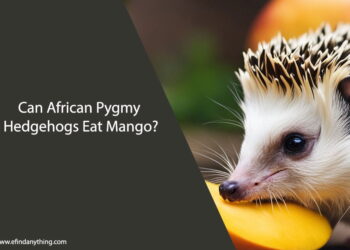 Can African Pygmy Hedgehogs Eat Mango