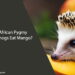 Can African Pygmy Hedgehogs Eat Mango