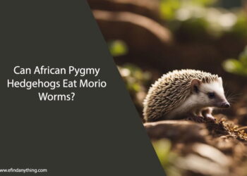 Can African Pygmy Hedgehogs Eat Morio Worms