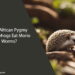 Can African Pygmy Hedgehogs Eat Morio Worms