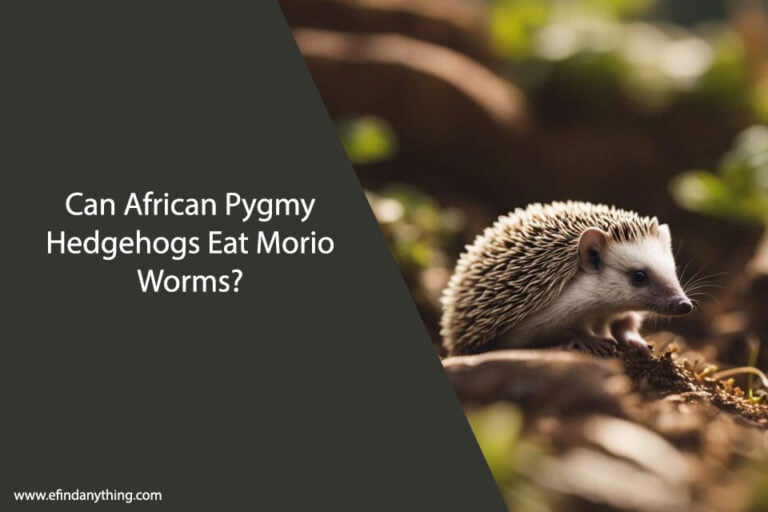 Can African Pygmy Hedgehogs Eat Morio Worms