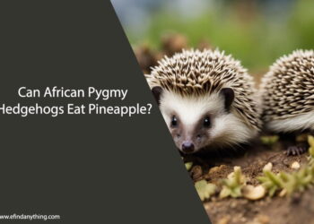 Can African Pygmy Hedgehogs Eat Pineapple
