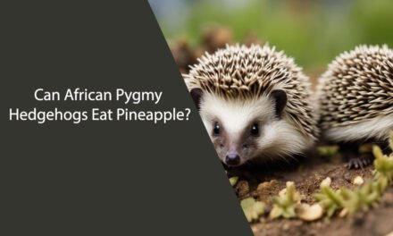 Can African Pygmy Hedgehogs Eat Pineapple?