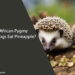 Can African Pygmy Hedgehogs Eat Pineapple