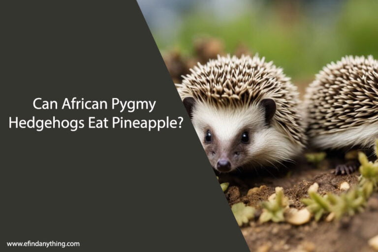 Can African Pygmy Hedgehogs Eat Pineapple