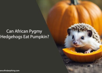 Can African Pygmy Hedgehogs Eat Pumpkin