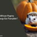 Can African Pygmy Hedgehogs Eat Pumpkin