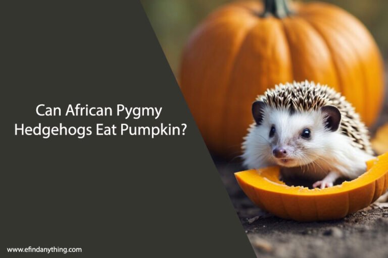 Can African Pygmy Hedgehogs Eat Pumpkin