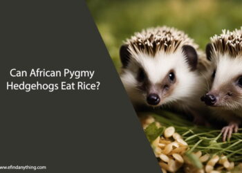 Can African Pygmy Hedgehogs Eat Rice