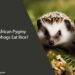 Can African Pygmy Hedgehogs Eat Rice