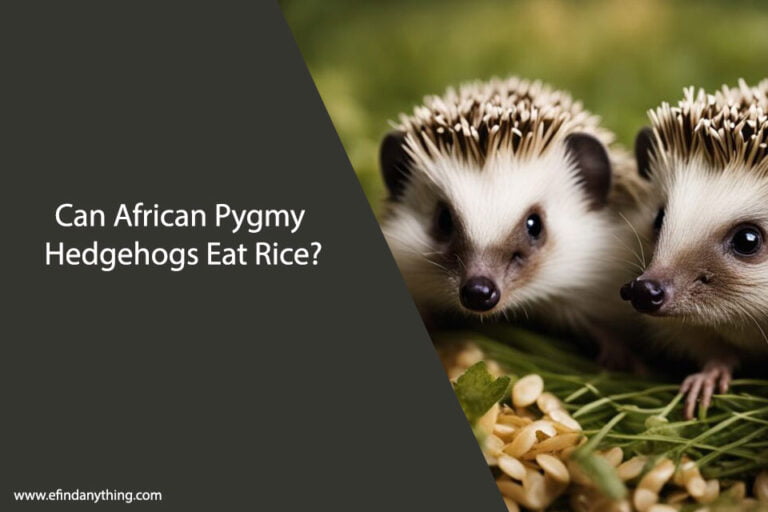 Can African Pygmy Hedgehogs Eat Rice