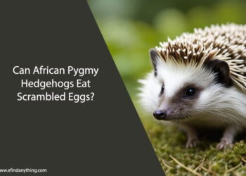Can African Pygmy Hedgehogs Eat Scrambled Eggs