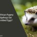 Can African Pygmy Hedgehogs Eat Scrambled Eggs