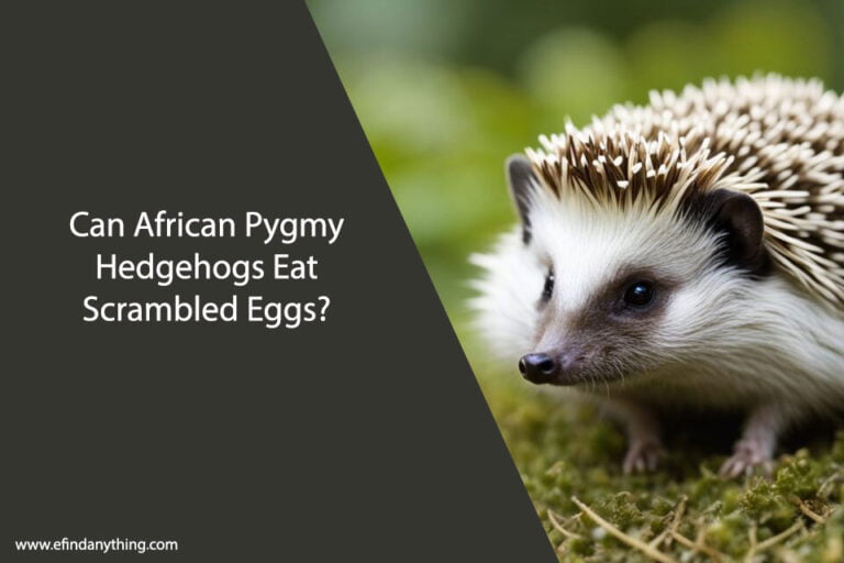 Can African Pygmy Hedgehogs Eat Scrambled Eggs