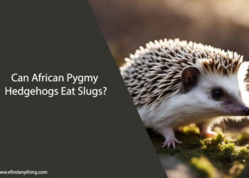 Can African Pygmy Hedgehogs Eat Slugs
