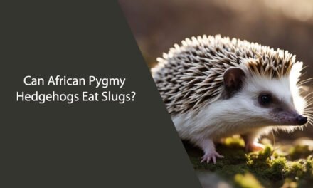 Can African Pygmy Hedgehogs Eat Slugs?