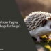 Can African Pygmy Hedgehogs Eat Slugs
