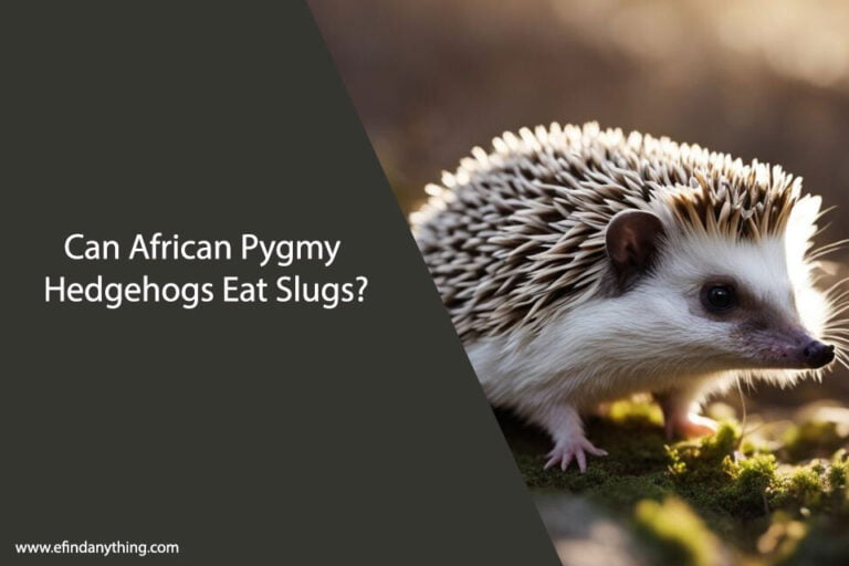 Can African Pygmy Hedgehogs Eat Slugs