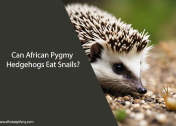 Can African Pygmy Hedgehogs Eat Snails