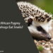 Can African Pygmy Hedgehogs Eat Snails