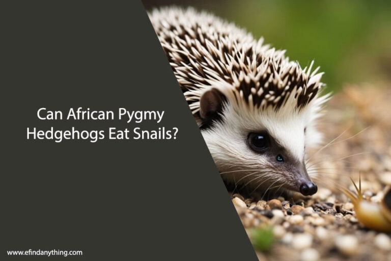 Can African Pygmy Hedgehogs Eat Snails