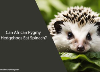 Can African Pygmy Hedgehogs Eat Spinach