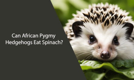 Can African Pygmy Hedgehogs Eat Spinach? A Comprehensive Guide