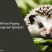 Can African Pygmy Hedgehogs Eat Spinach