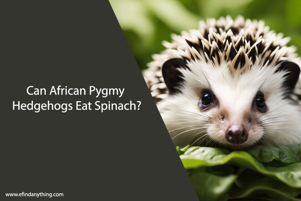 Can African Pygmy Hedgehogs Eat Spinach