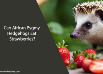 Can African Pygmy Hedgehogs Eat Strawberries