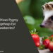 Can African Pygmy Hedgehogs Eat Strawberries