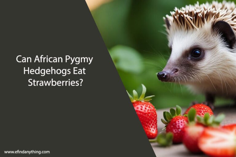 Can African Pygmy Hedgehogs Eat Strawberries