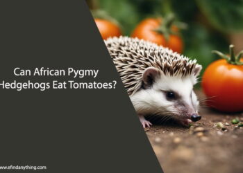 Can African Pygmy Hedgehogs Eat Tomatoes