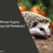 Can African Pygmy Hedgehogs Eat Tomatoes