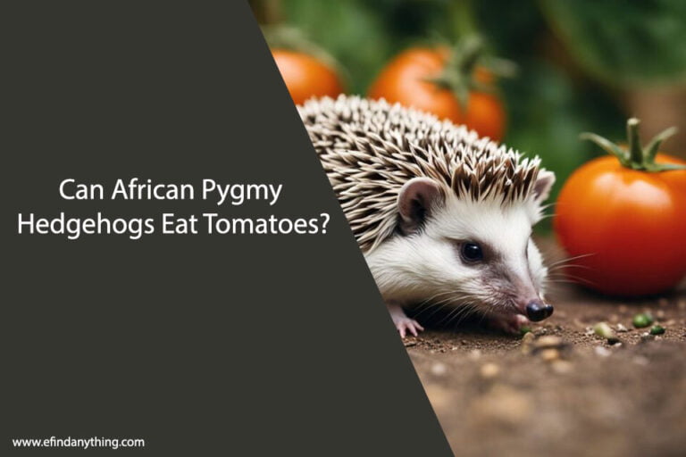 Can African Pygmy Hedgehogs Eat Tomatoes