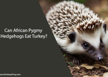 Can African Pygmy Hedgehogs Eat Turkey