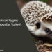 Can African Pygmy Hedgehogs Eat Turkey