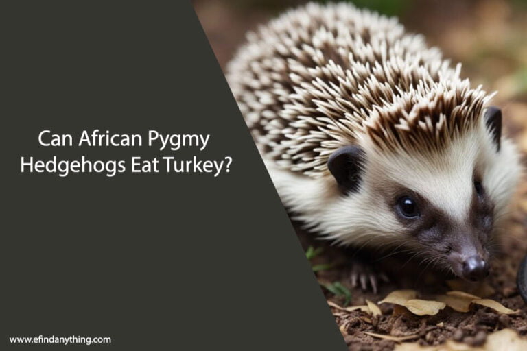 Can African Pygmy Hedgehogs Eat Turkey
