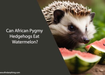 Can African Pygmy Hedgehogs Eat Watermelon