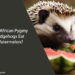 Can African Pygmy Hedgehogs Eat Watermelon