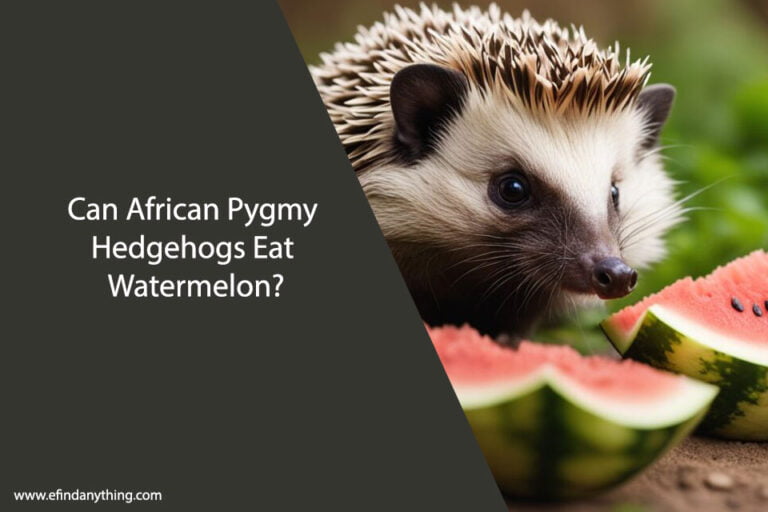 Can African Pygmy Hedgehogs Eat Watermelon