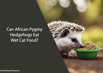 Can African Pygmy Hedgehogs Eat Wet Cat Food