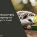 Can African Pygmy Hedgehogs Eat Wet Cat Food